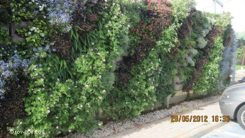 קירות ירוקים בישראל