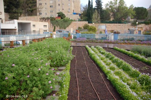 green roofs israel
